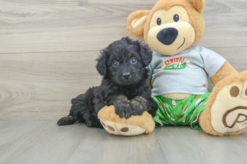 6 week old Mini Aussiedoodle Puppy For Sale - Simply Southern Pups