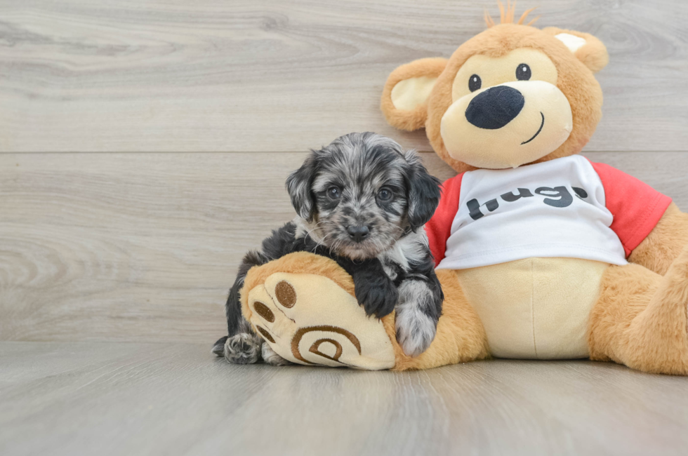 6 week old Mini Aussiedoodle Puppy For Sale - Simply Southern Pups