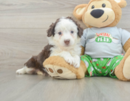 8 week old Mini Aussiedoodle Puppy For Sale - Simply Southern Pups