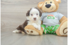 Adorable Mini Australian Shepherd X Poodle Mix Poodle Mix Puppy
