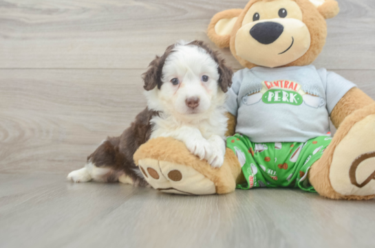 Adorable Mini Australian Shepherd X Poodle Mix Poodle Mix Puppy