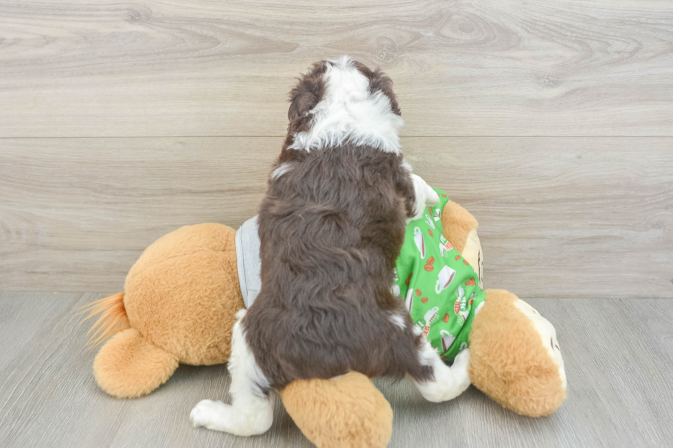 Best Mini Aussiedoodle Baby