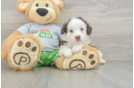 Mini Aussiedoodle Puppy for Adoption