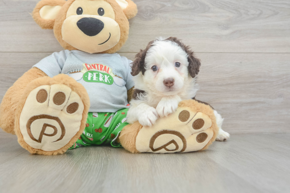 Mini Aussiedoodle Puppy for Adoption