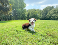 9 week old Mini Aussiedoodle Puppy For Sale - Simply Southern Pups