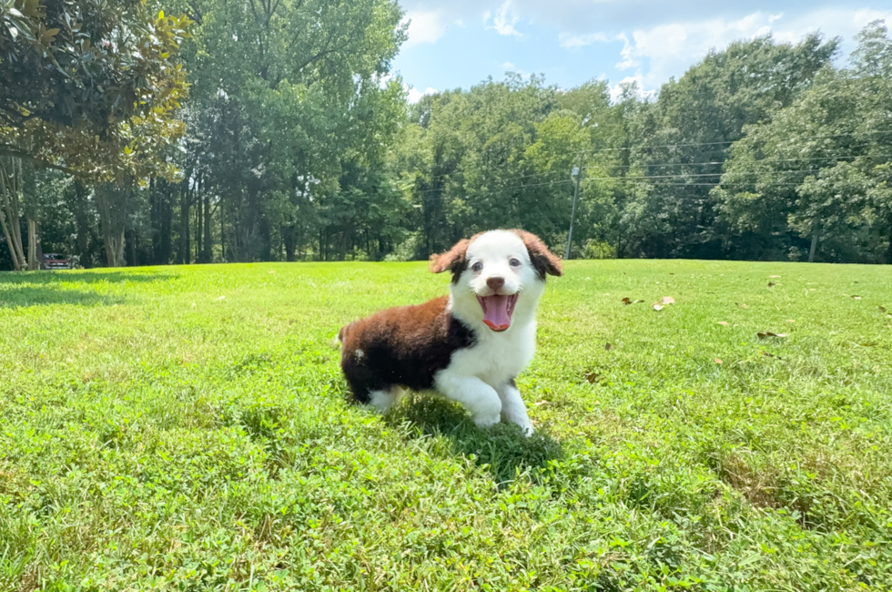 11 week old Mini Aussiedoodle Puppy For Sale - Simply Southern Pups