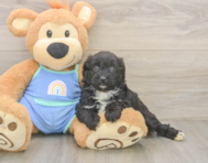 6 week old Mini Aussiedoodle Puppy For Sale - Simply Southern Pups