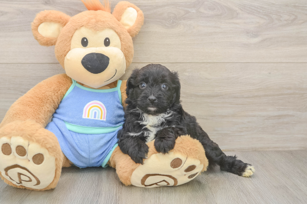 6 week old Mini Aussiedoodle Puppy For Sale - Simply Southern Pups