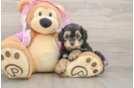 Mini Aussiedoodle Pup Being Cute
