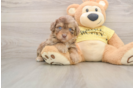 Smart Mini Aussiedoodle Poodle Mix Pup