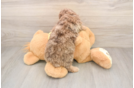 Adorable Aussiepoo Poodle Mix Puppy