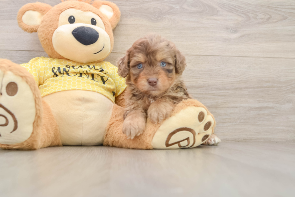 Mini Aussiedoodle Pup Being Cute