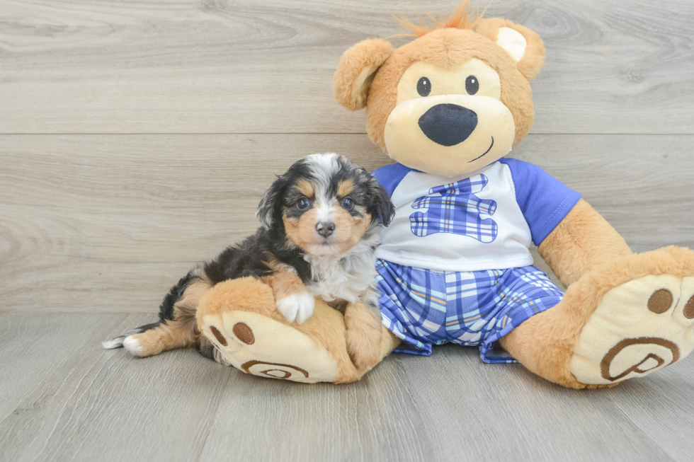 Best Mini Aussiedoodle Baby