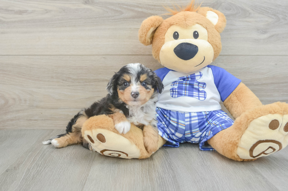 6 week old Mini Aussiedoodle Puppy For Sale - Simply Southern Pups