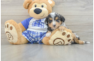 Mini Aussiedoodle Puppy for Adoption