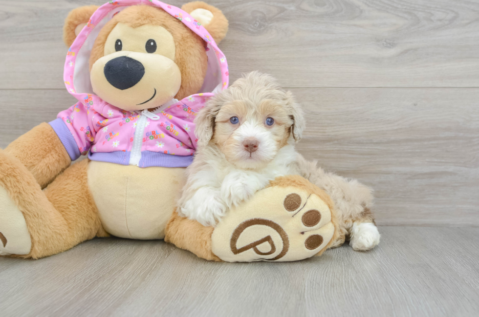 7 week old Mini Aussiedoodle Puppy For Sale - Simply Southern Pups