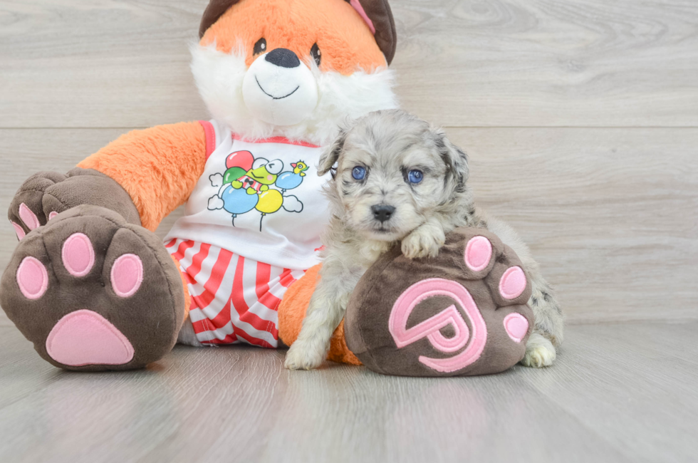 5 week old Mini Aussiedoodle Puppy For Sale - Simply Southern Pups