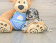 7 week old Mini Aussiedoodle Puppy For Sale - Simply Southern Pups