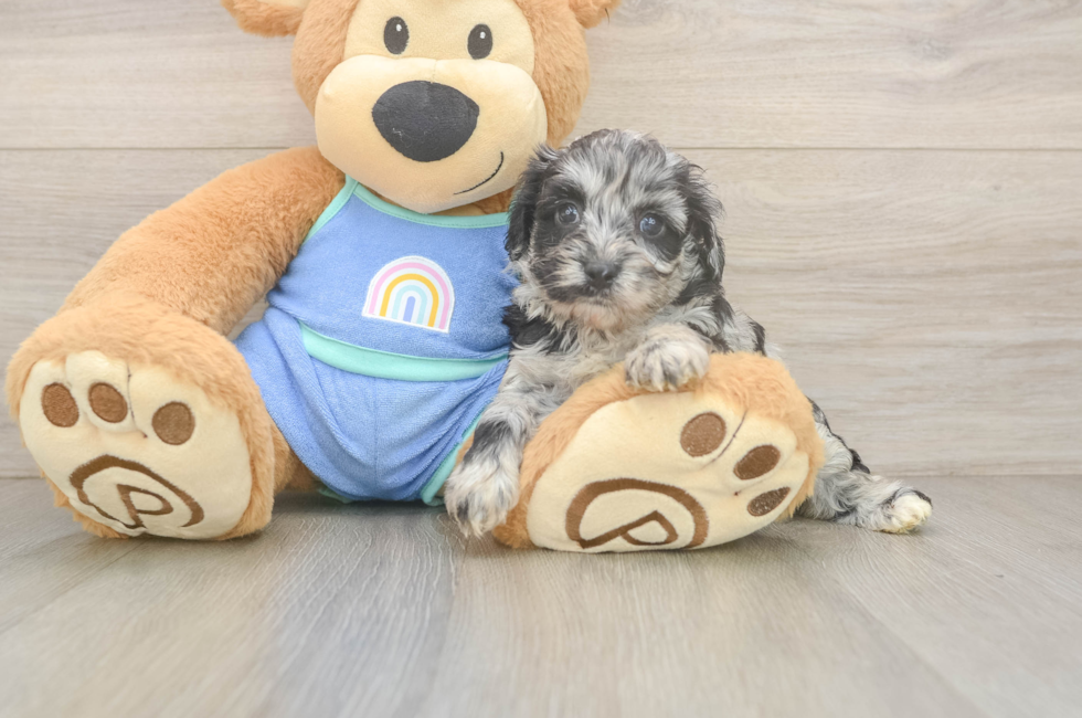 6 week old Mini Aussiedoodle Puppy For Sale - Simply Southern Pups