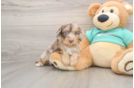 Mini Aussiedoodle Puppy for Adoption