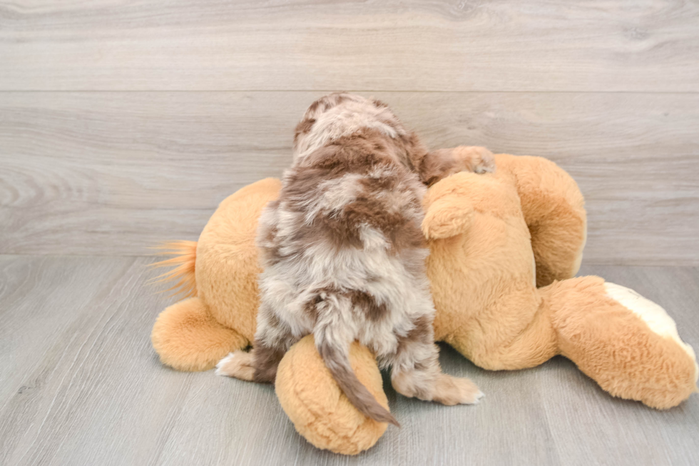 Best Mini Aussiedoodle Baby