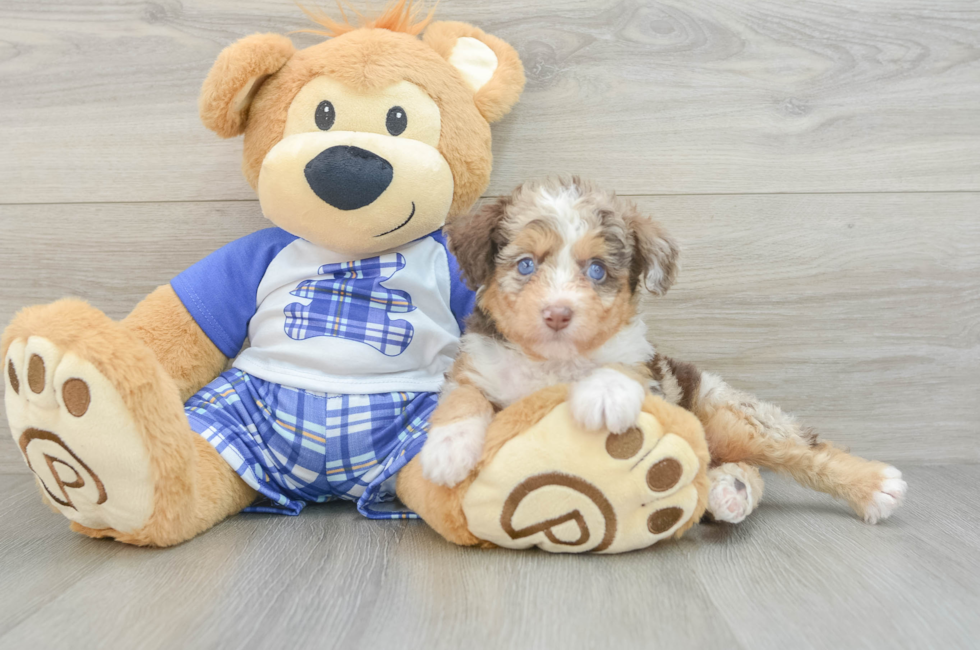 6 week old Mini Aussiedoodle Puppy For Sale - Simply Southern Pups