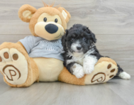 9 week old Mini Aussiedoodle Puppy For Sale - Simply Southern Pups