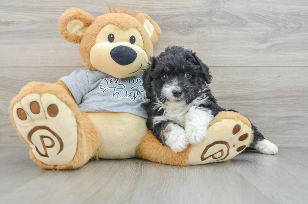 7 week old Mini Aussiedoodle Puppy For Sale - Simply Southern Pups