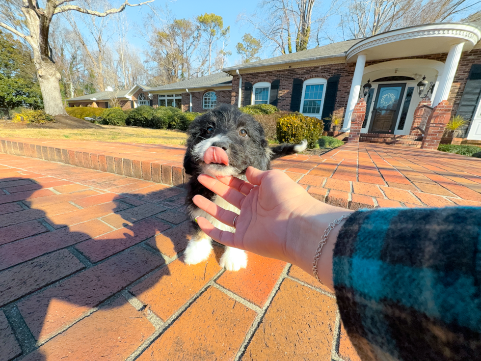 Cute Mini Aussiedoodle Poodle Mix Pup