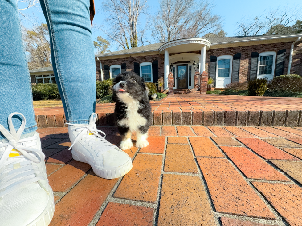 Best Mini Aussiedoodle Baby