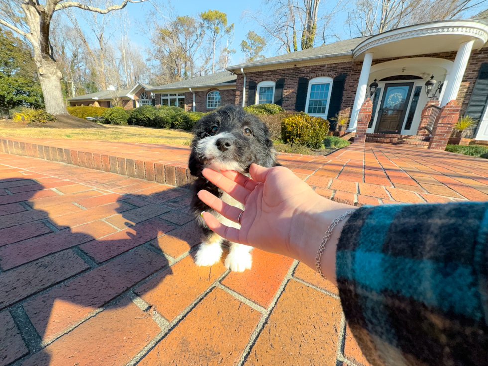 Cute Mini Aussiedoodle Baby