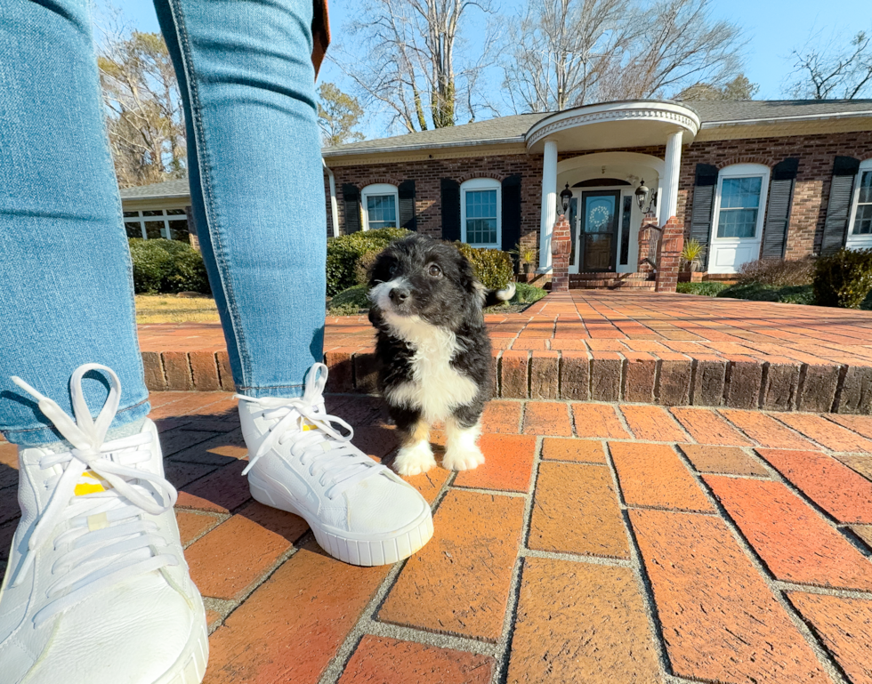 Mini Aussiedoodle Puppy for Adoption