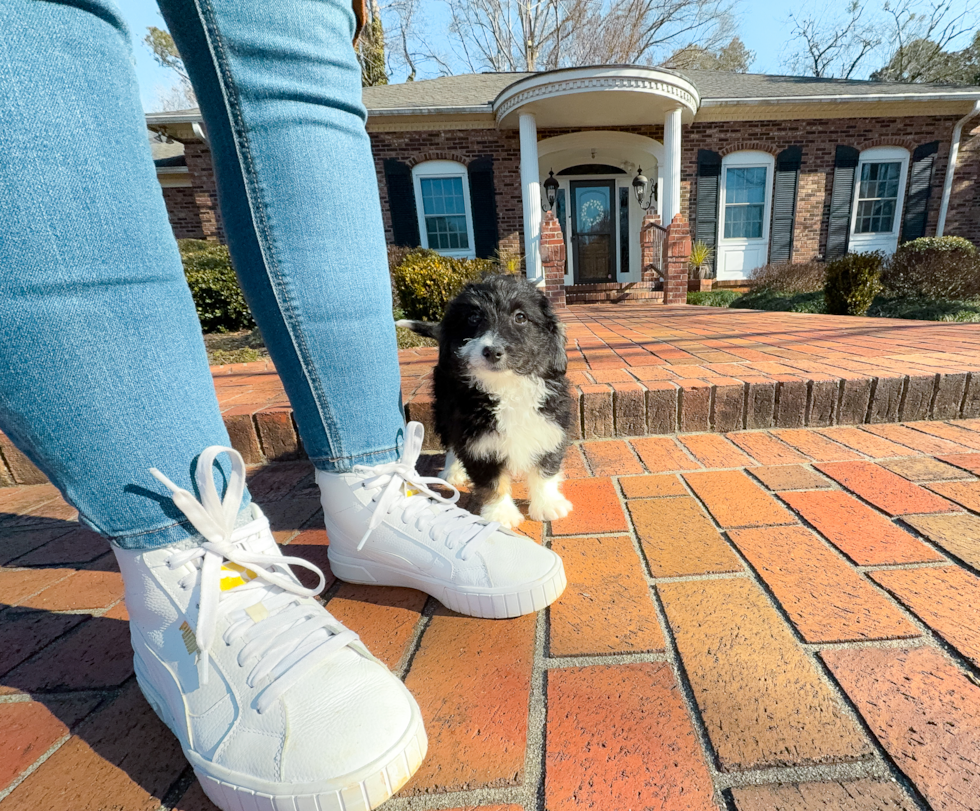Cute Aussie Poo Poodle Mix Puppy