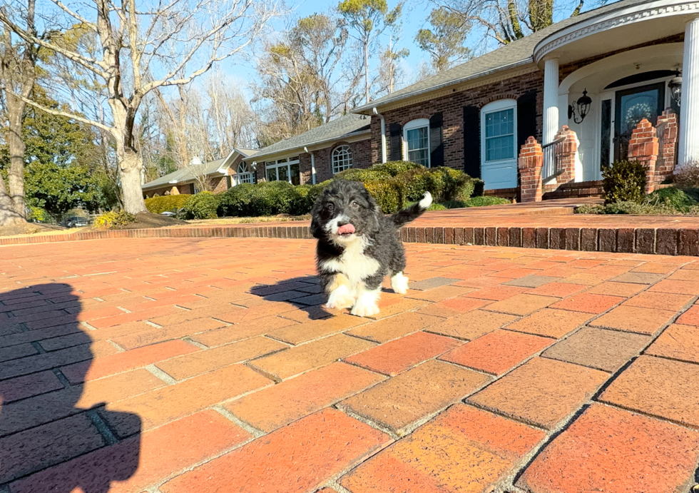 Mini Aussiedoodle Puppy for Adoption