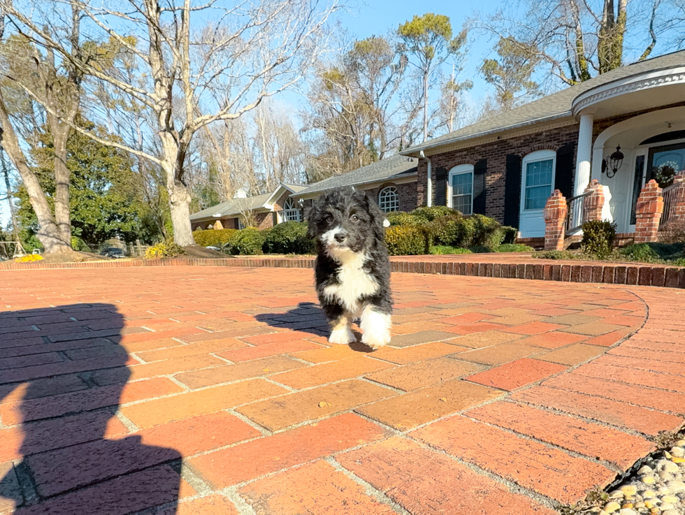 Cute Mini Aussiedoodle Baby