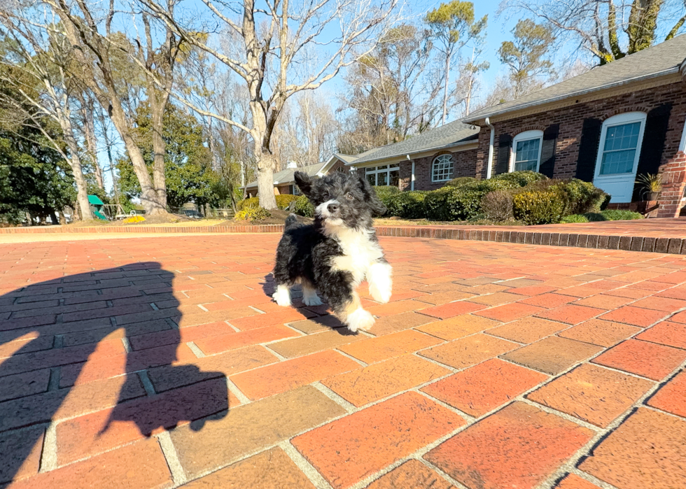 Mini Aussiedoodle Pup Being Cute