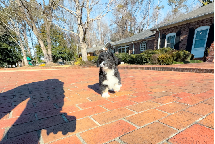 Mini Aussiedoodle Pup Being Cute