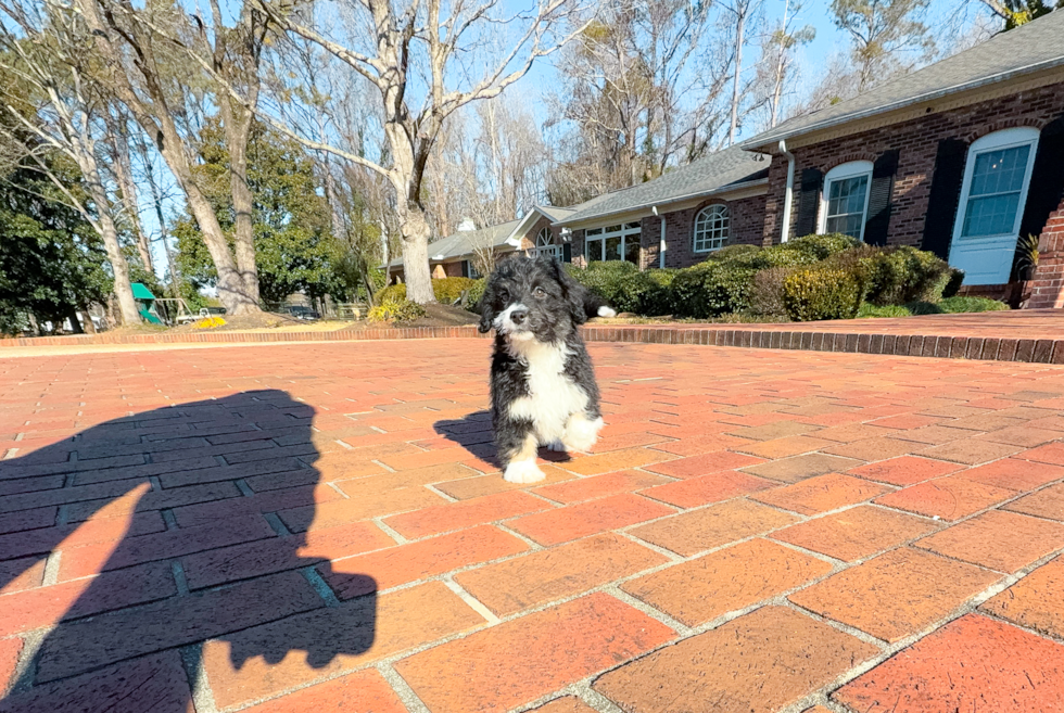 Mini Aussiedoodle Pup Being Cute