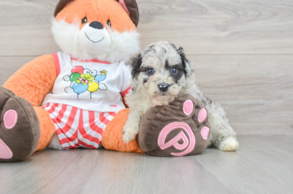 5 week old Mini Aussiedoodle Puppy For Sale - Simply Southern Pups