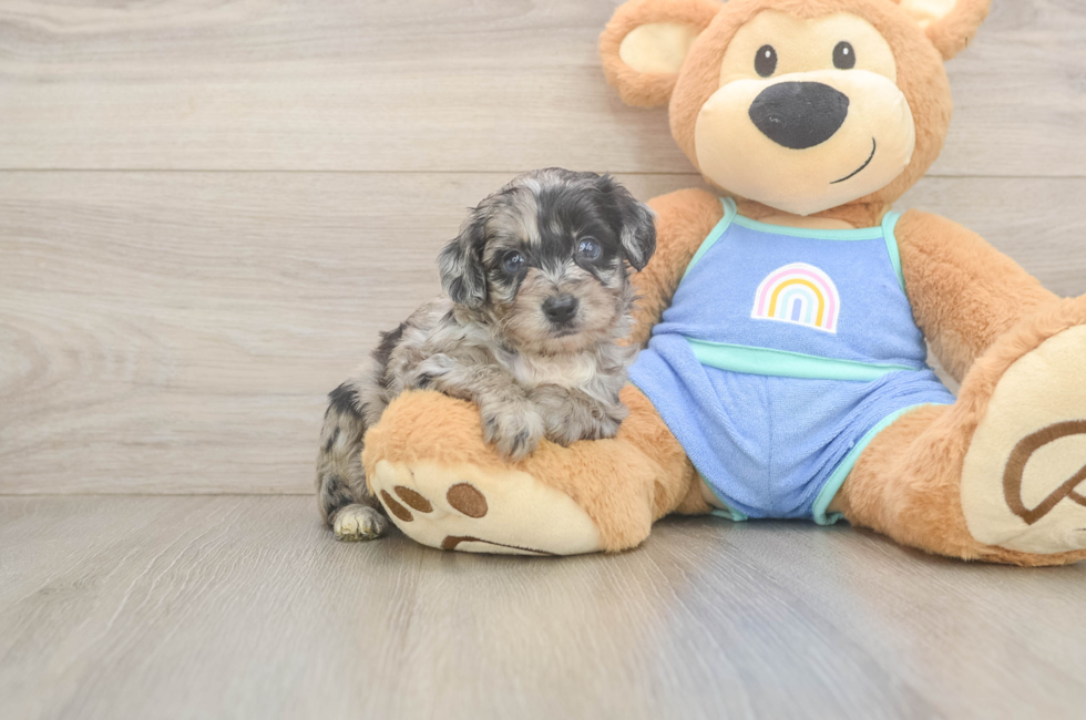 6 week old Mini Aussiedoodle Puppy For Sale - Simply Southern Pups