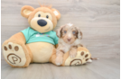 Best Mini Aussiedoodle Baby