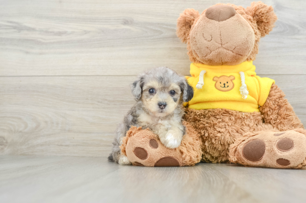 6 week old Mini Aussiedoodle Puppy For Sale - Simply Southern Pups