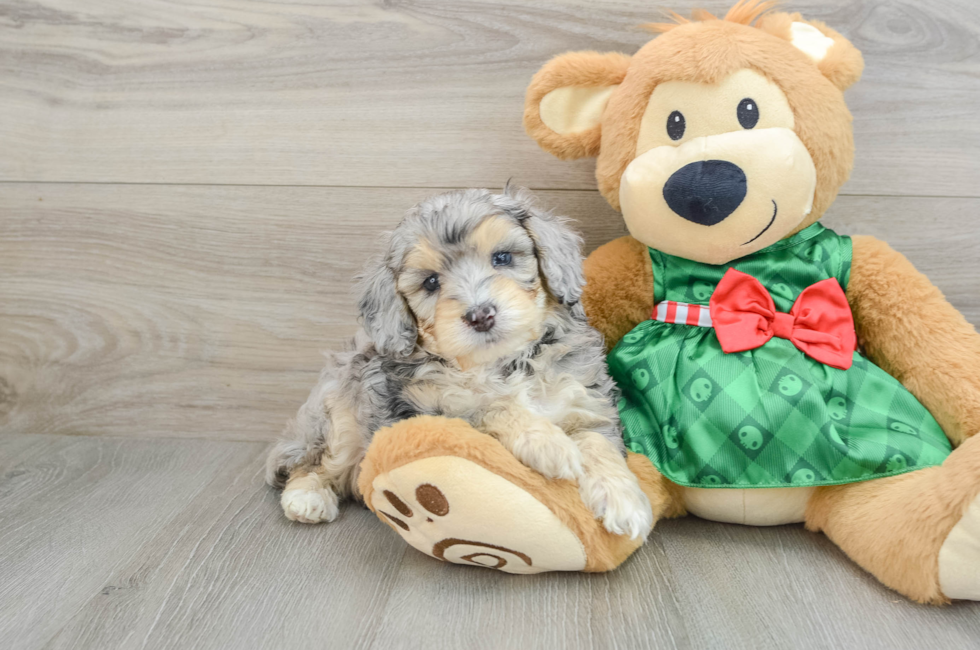 5 week old Mini Aussiedoodle Puppy For Sale - Simply Southern Pups