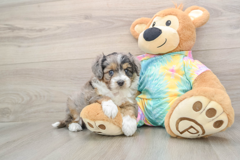 Mini Aussiedoodle Puppy for Adoption