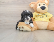 8 week old Mini Aussiedoodle Puppy For Sale - Simply Southern Pups