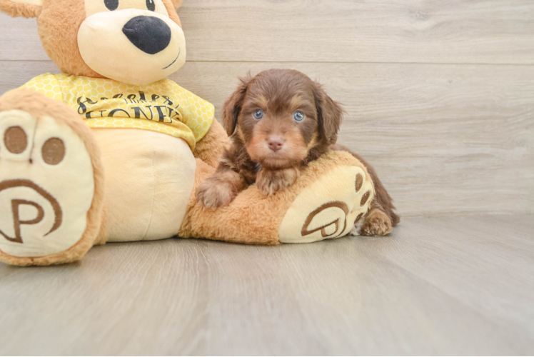 Best Mini Aussiedoodle Baby