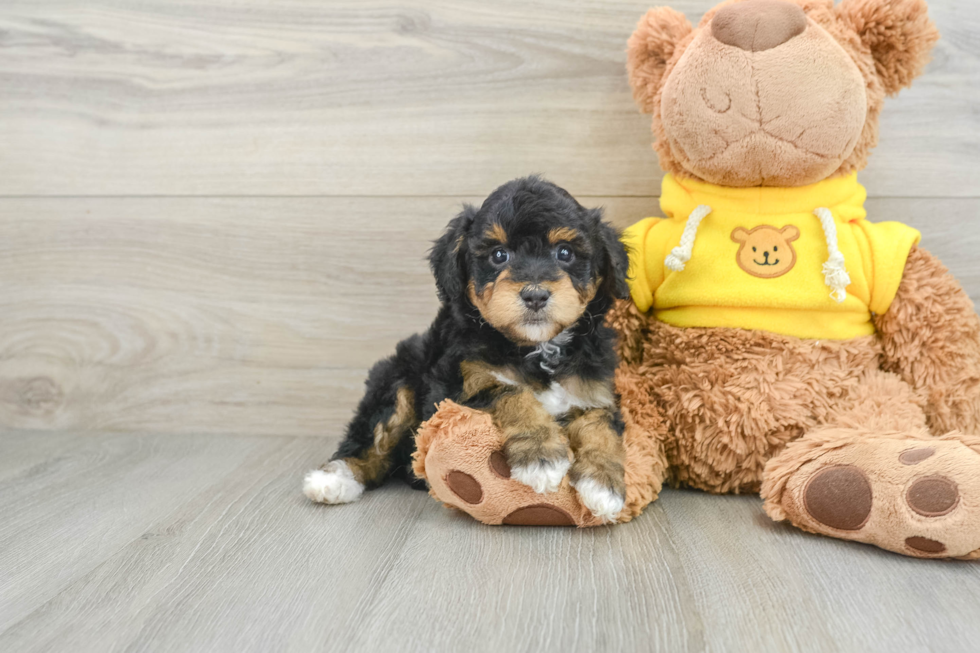 Little Mini Aussiepoo Poodle Mix Puppy