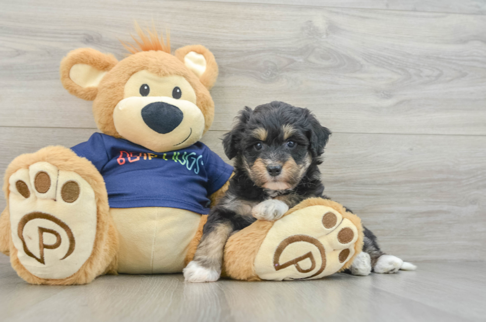 6 week old Mini Aussiedoodle Puppy For Sale - Simply Southern Pups