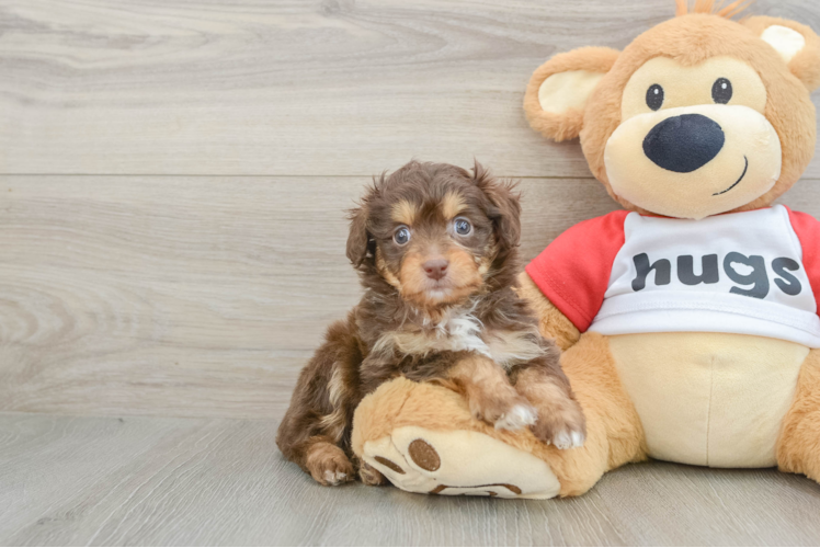 Playful Mini Aussiepoodle Poodle Mix Puppy