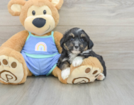 6 week old Mini Aussiedoodle Puppy For Sale - Simply Southern Pups